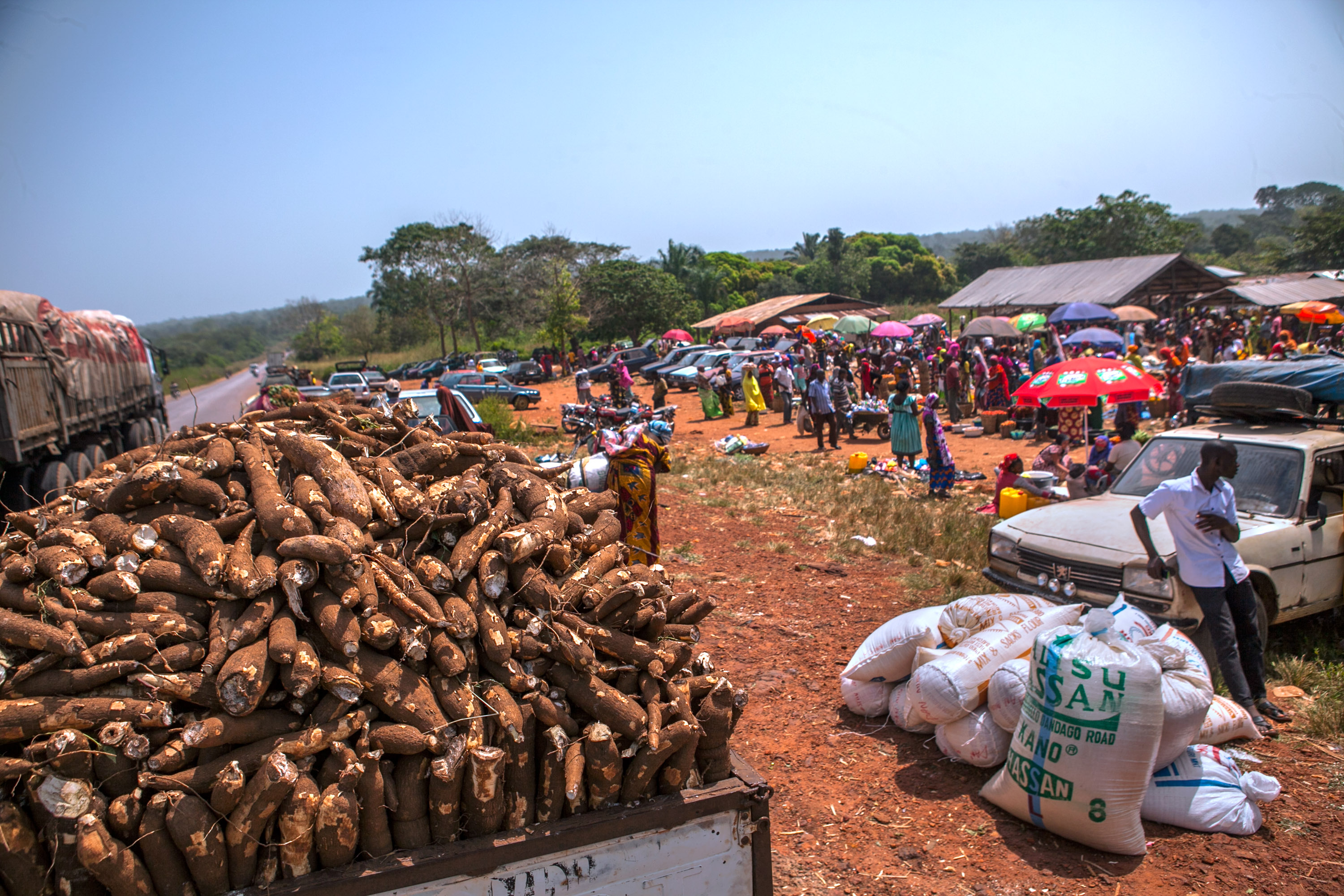 Newly harvested cassava tubers await shipment to processing in Kogi state.