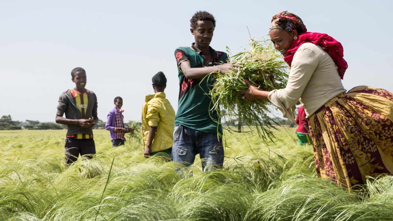 Farmers harvesting tef in Oromia, Ethiopia.