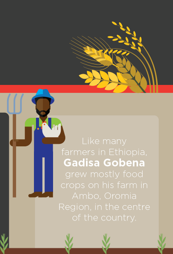 Infographic about clusters work with barley in Ethiopia