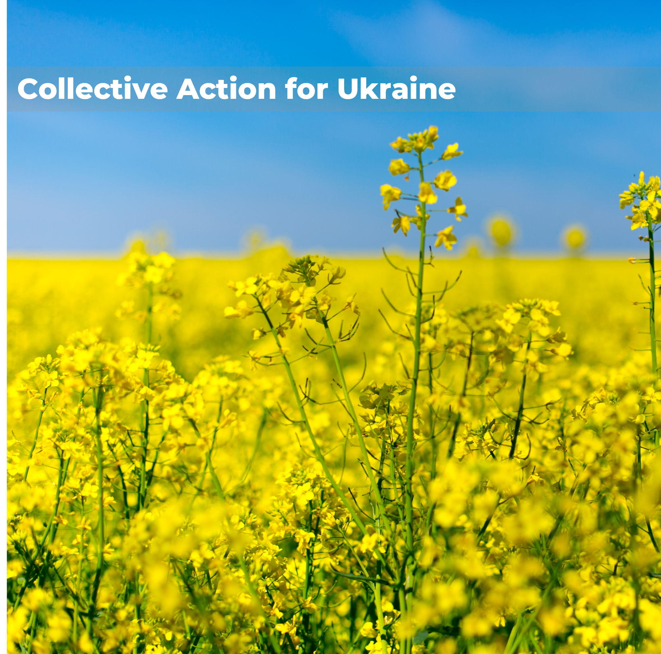 Blue sky and a field with yellow flowers