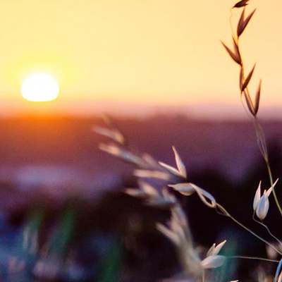 Sunrise through dandelions