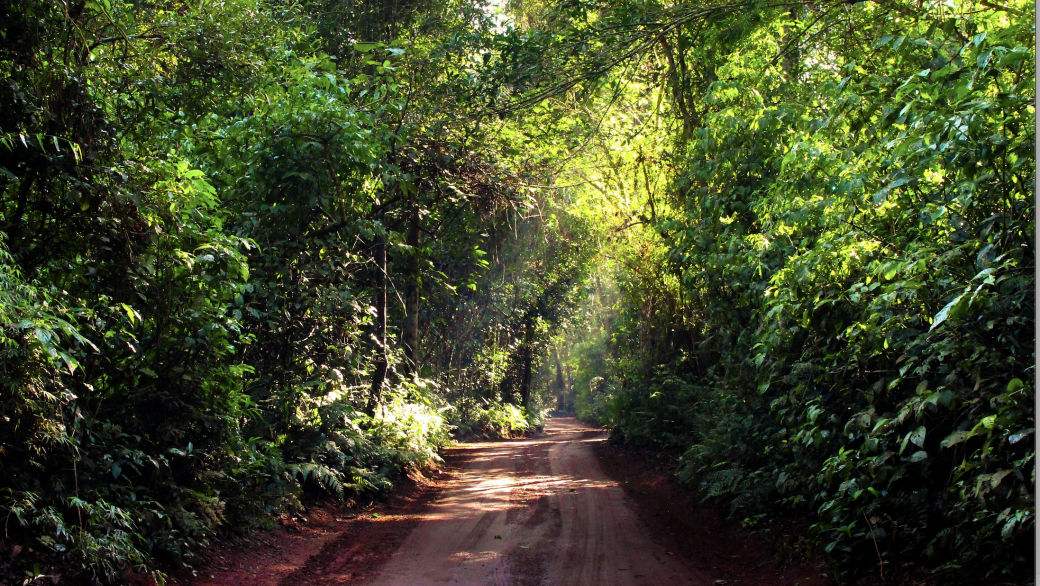 dirt road in amazon rainforest