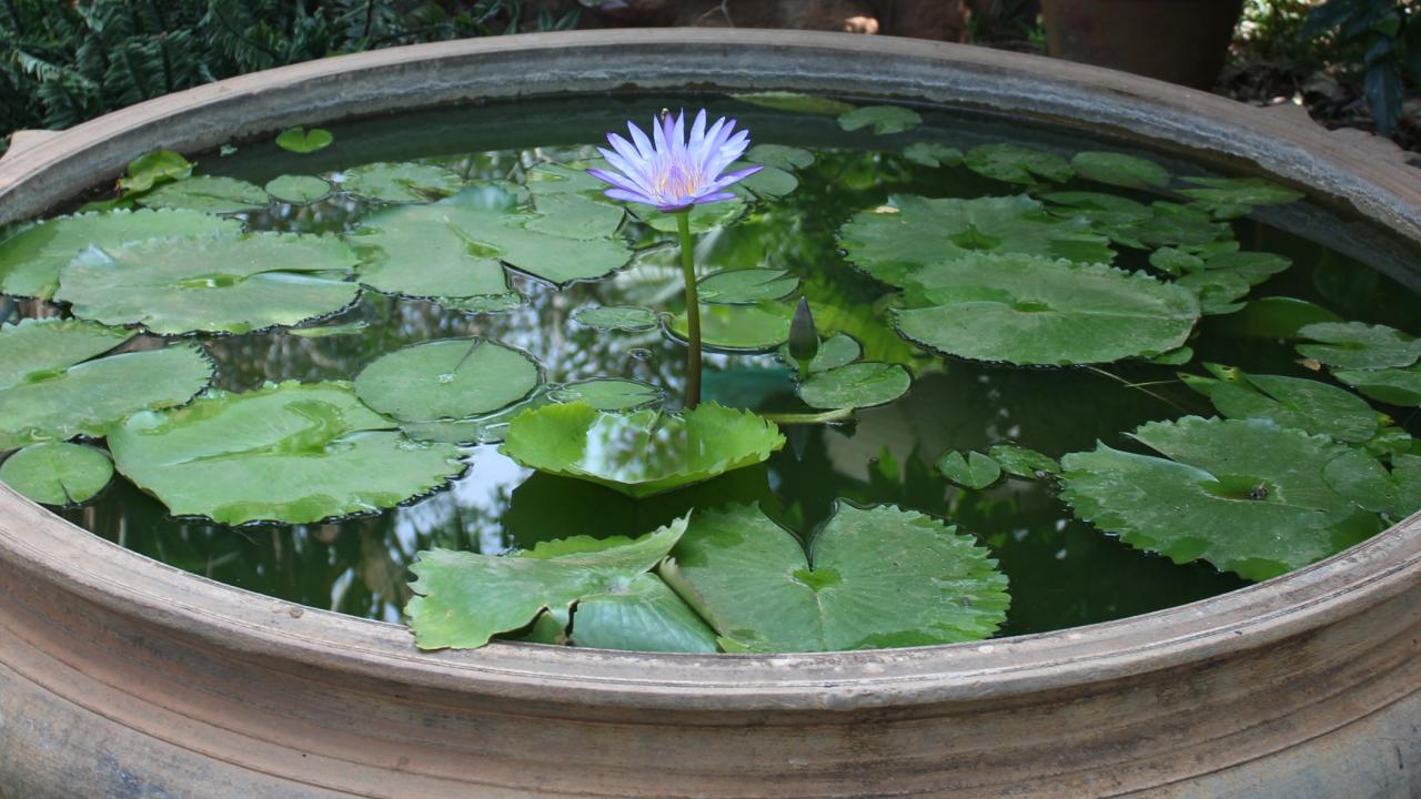 Flowers in a pool