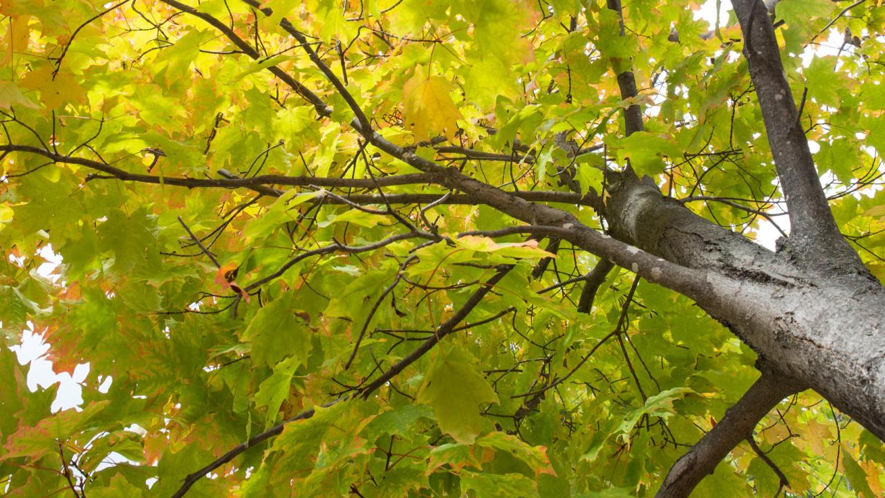 tree with green, yellow and orange leaves in autumn
