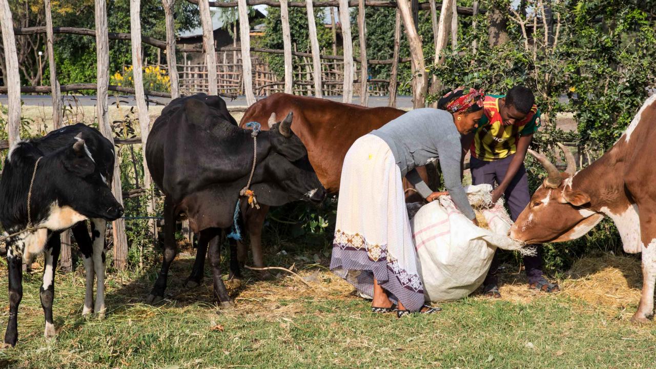 Farmers with cattle in Ethiopia