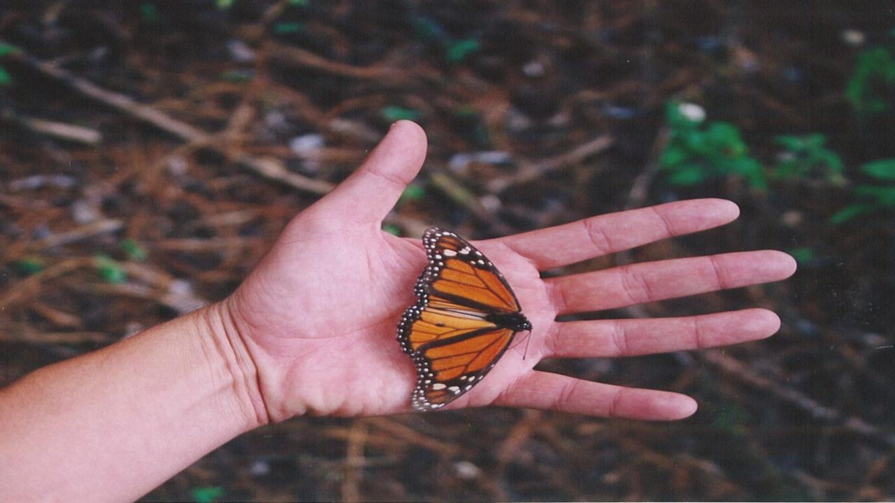 butterfly in hand