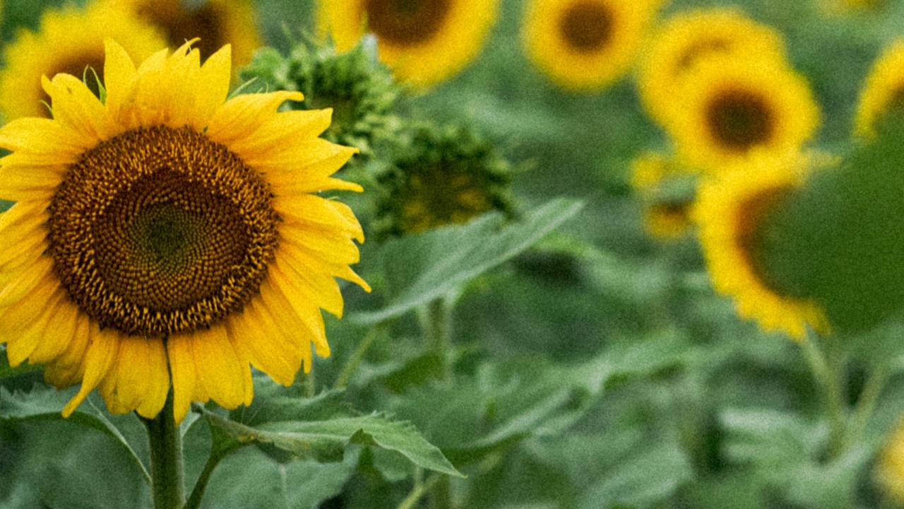 Sunflowers in field