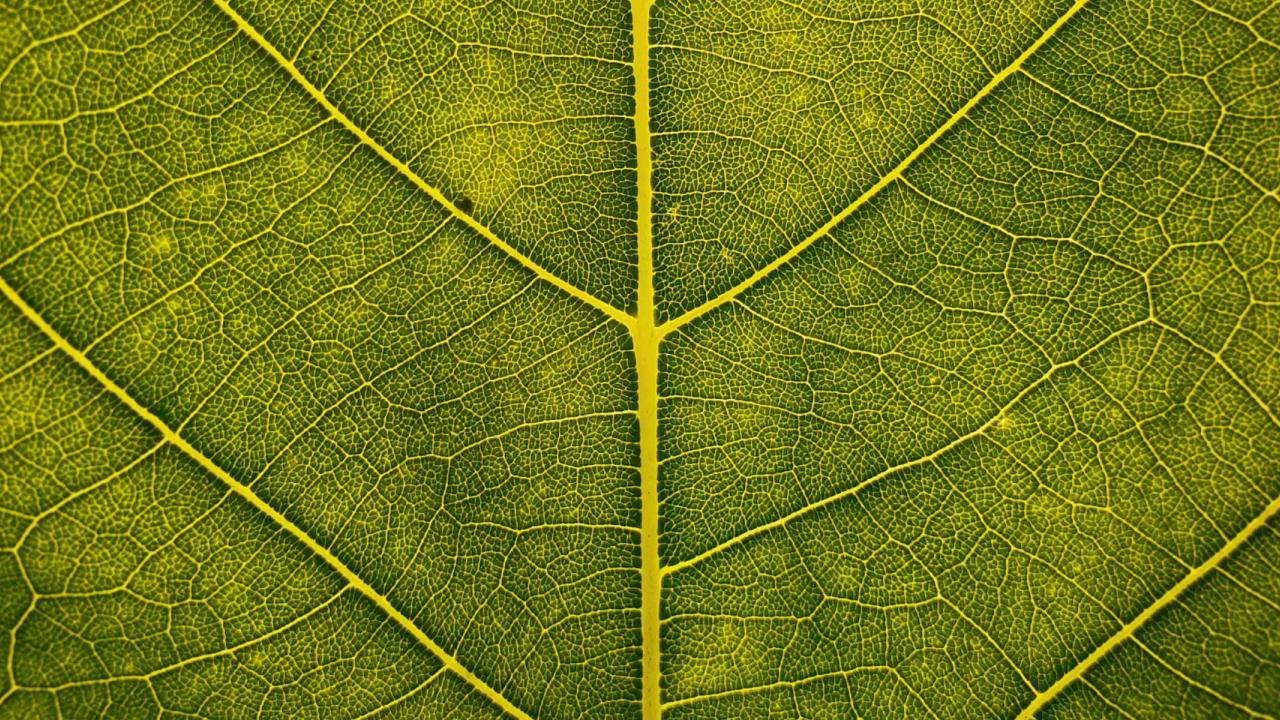 details of a leaf