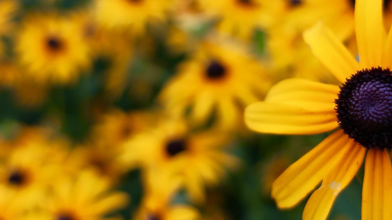 Sunflowers in field