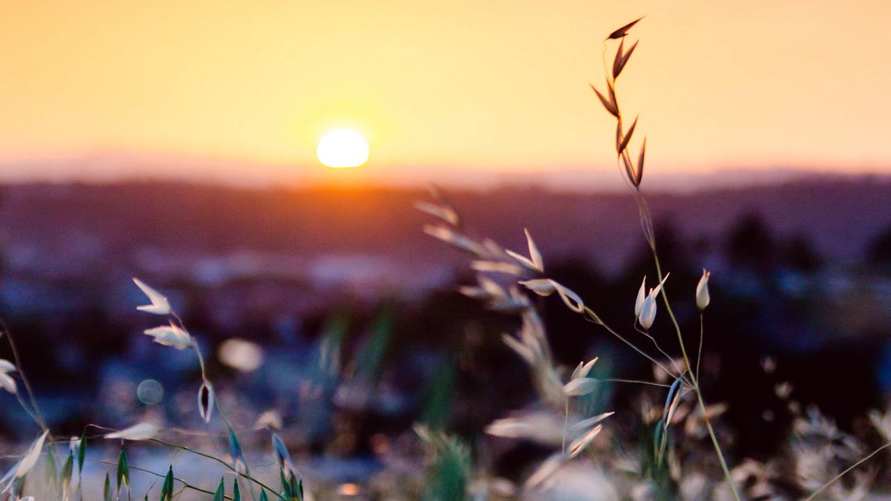 Dandelion field at sunset