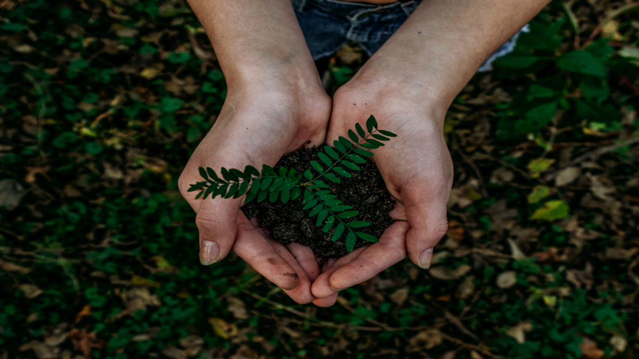 hands holding sapling