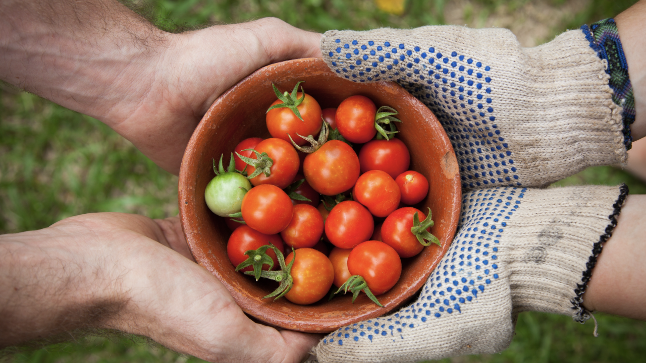 hands holding cherry tomatoes