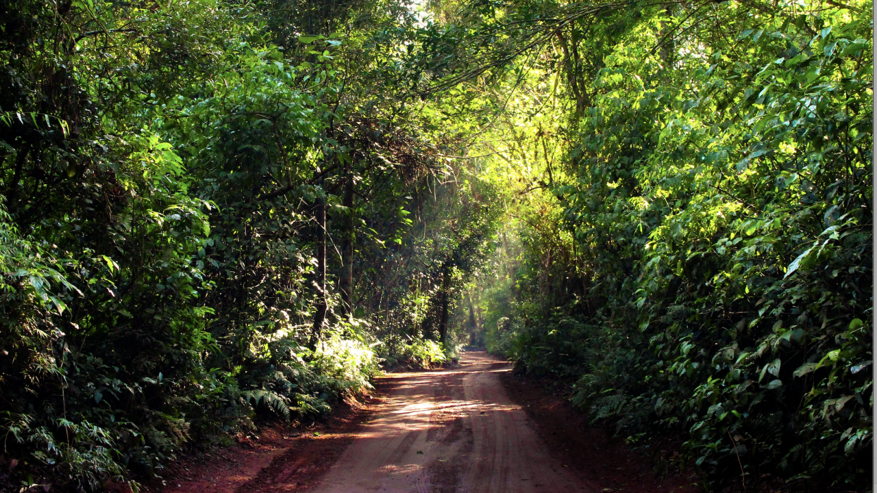 dirt road in amazon rainforest