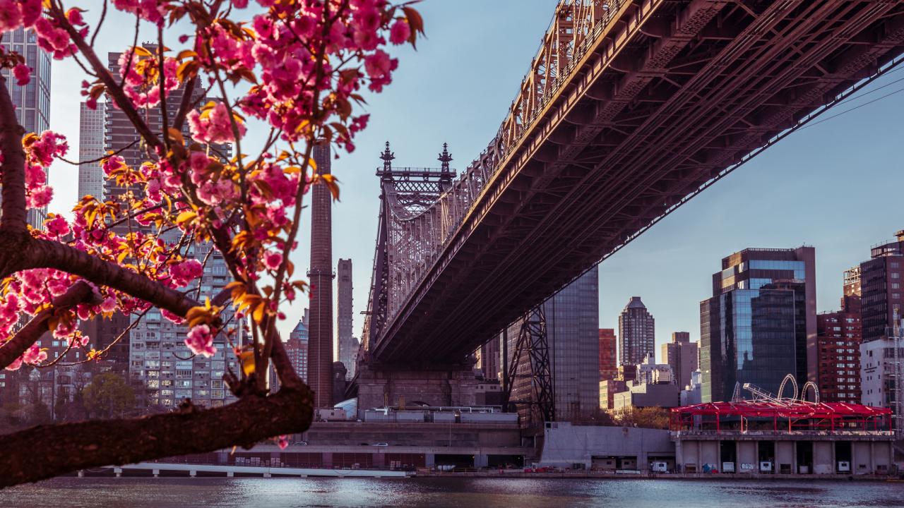 59th Street Bridge in New York City viewed through a branches with flowers in spring