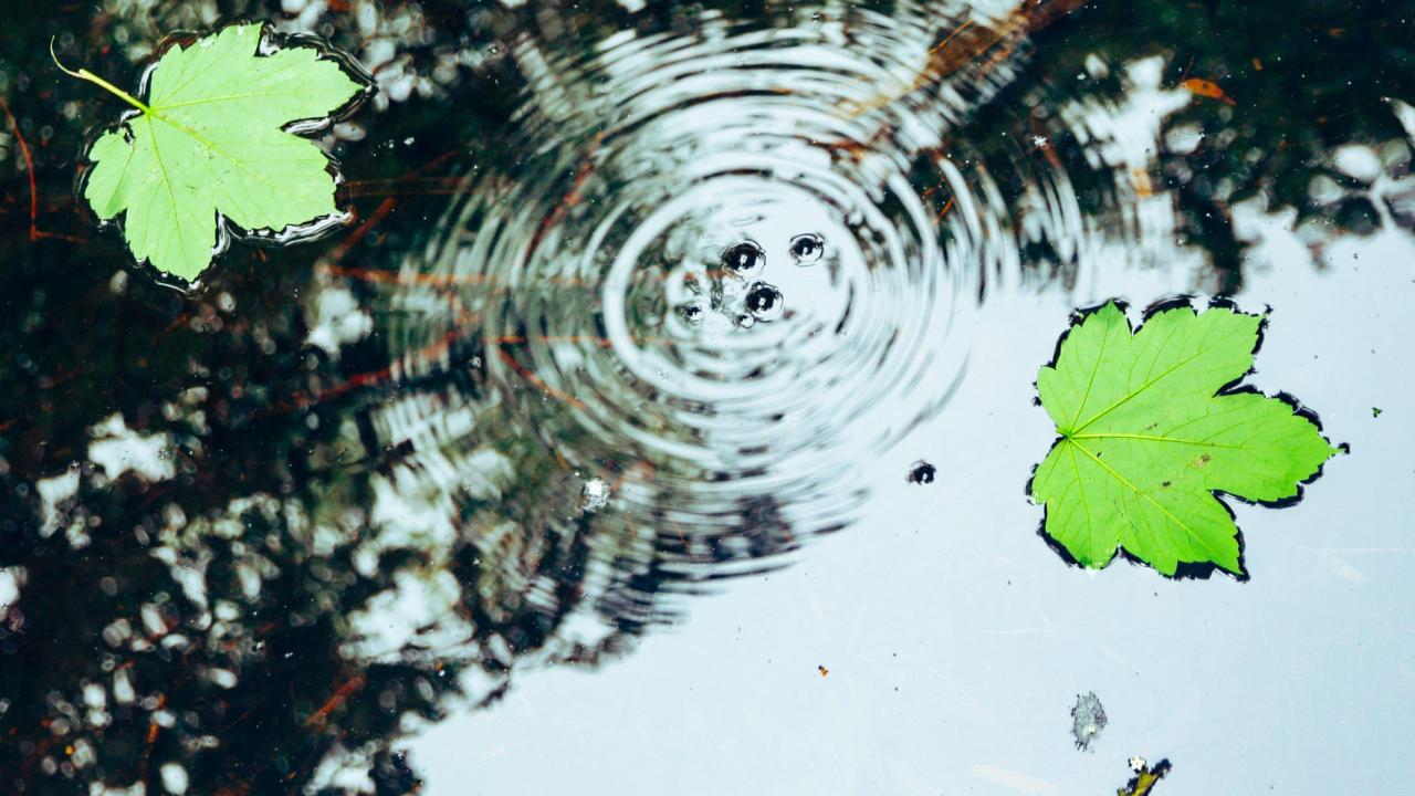 Green maple leaves floating on dark water in a pond