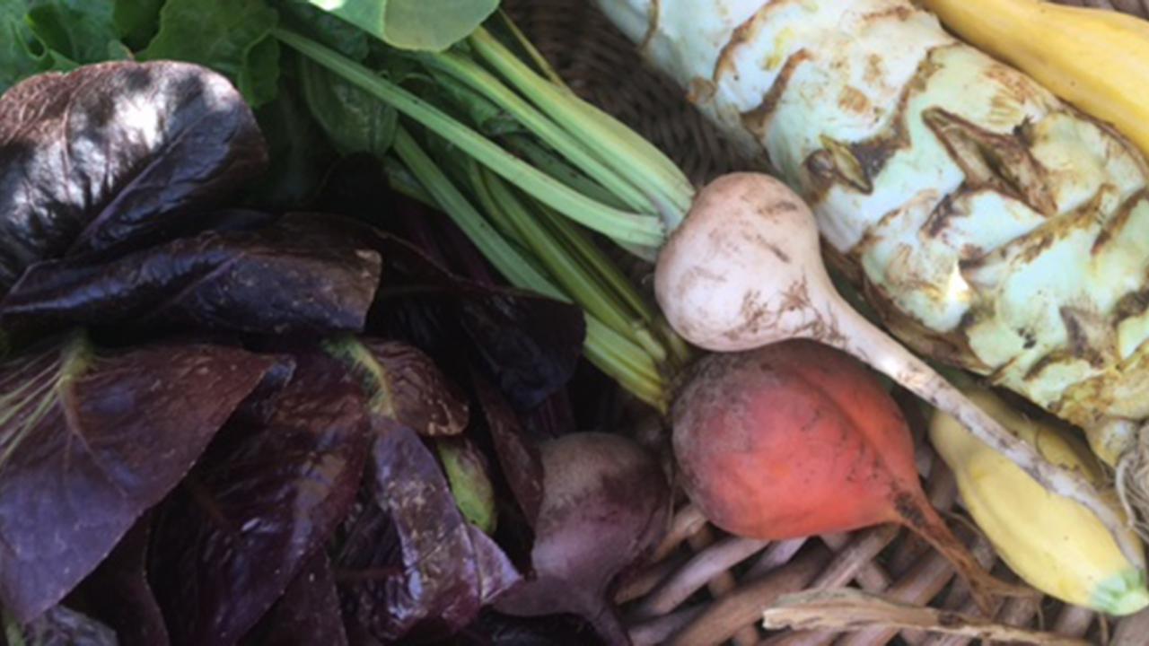 Vegetables at Stone Barns