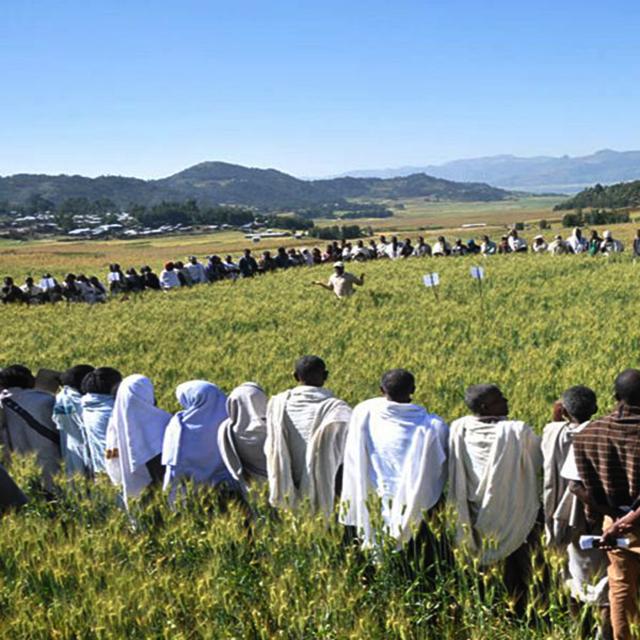 Large group of Ethiopian farmers listening to a speaker in a field