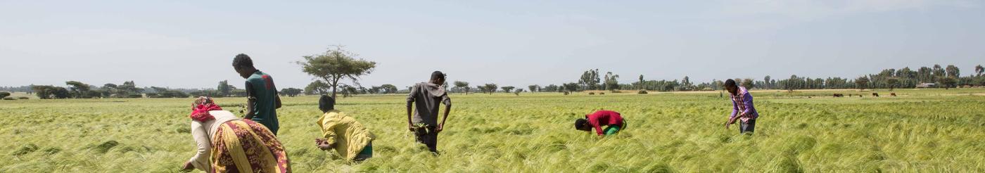 Farmers in field in Ethiopia