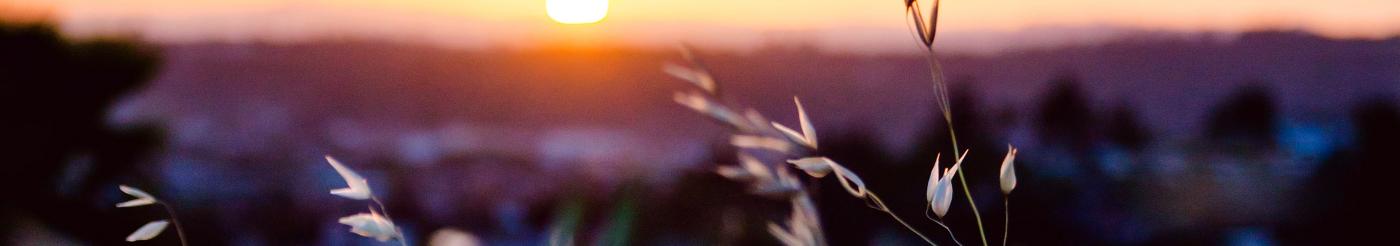 Dandelion field at sunset