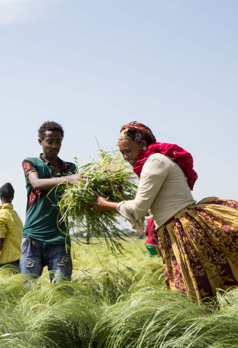 Farmer in field in Oromia, Ethiopia