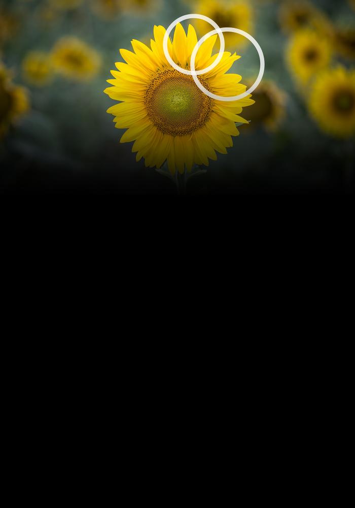 A sunflower